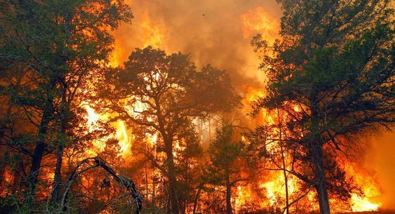 Pembakaran Hutan
