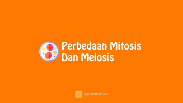 Perbedaan Mitosis Dan Meiosis