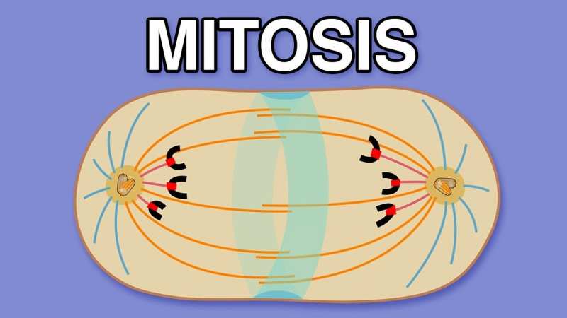 Persamaan antara pembelahan mitosis dan meiosis pada sel manusia hewan dan tumbuhan adalah