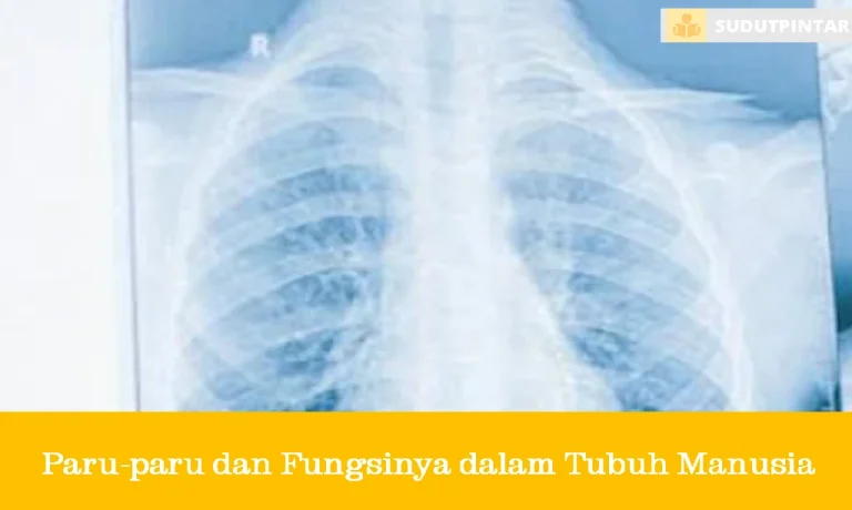 Paru-paru dan Fungsinya dalam Tubuh Manusia